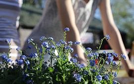 Zomertip van de Tuinambassadeurs