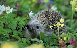 Blog Tuinambassadeur Kitty over egels