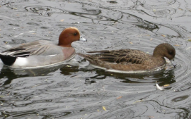 MeerGroenDoen blog: De Meerbomen campagne komt op stoom!