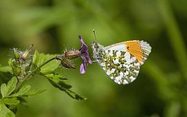 ‘Samen voor Biodiversiteit’ Innovatiefonds!