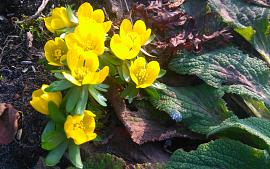 Wintergroen, het hele jaar door een levende tuin!