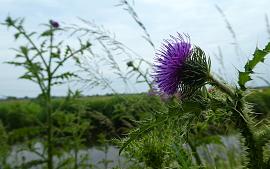 Evaluatie ecologisch maaibeleid: samen voor Goed Groen