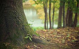 Klimaat gebaat bij grote bomen in Teylingen