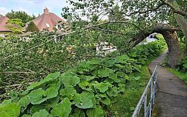 Reddingsactie boom aan de Oude Beek Hillegom