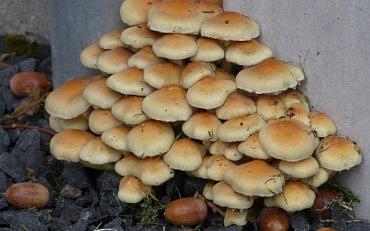 Paddenstoelenwandeling op Tespelduyn