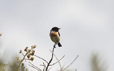 Najaarsvogels in Lentevreugd