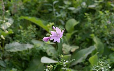 Leer meer over verfplanten in de Heemtuin