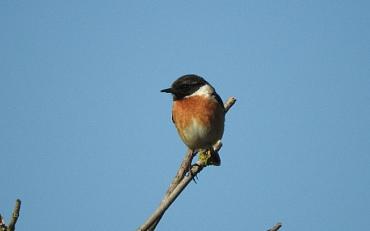 Vervolgcursus Vogels Amsterdamse Waterleiding Duinen
