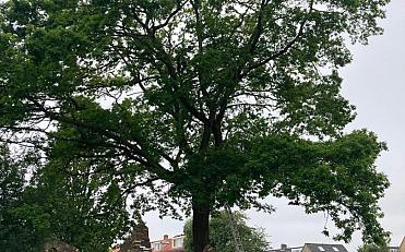 Planten ruilen in Julianapark Hillegom