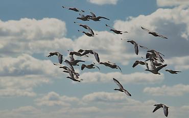  Lezing en excursie vogeltrek bij NOCK