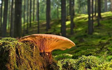 Paddenstoelenexcursie in het Keukenhofbos