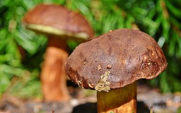 Najaarswandeling Tespelduyn: Paddenstoelen