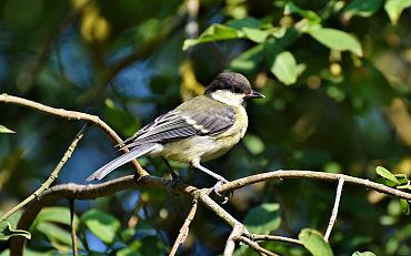 Excursie voor vroege vogels in Park Rusthoff