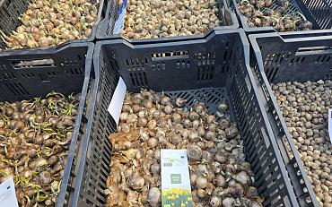 Natural Bulbs Biobollen evenement
