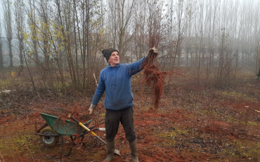 Bomen oogsten in Park Overbosch