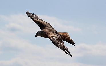 Roofvogellezing Natuurvereniging KNNV