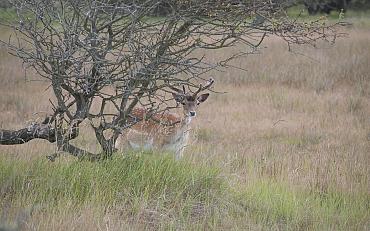 Voorjaarswandeling met Natuurvereniging KNNV