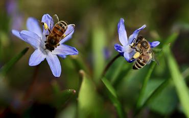 Nationale bijentelling