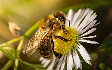 NME De Groene Bol Macrofotografie wandeling met je smartphone