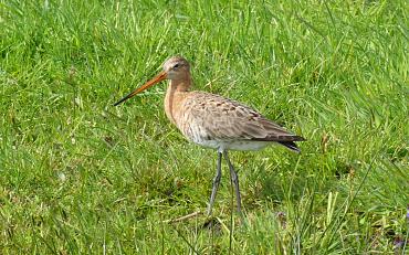 Bollenvogelexcursie Noordwijkerhout