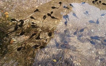 Familieactiviteit: waterbeestjes vangen op Landgoed Keukenhof