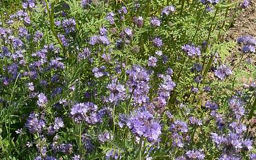 Nationale Zaaidag - Voer de bij bij!