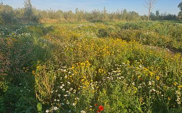 MEERGroen klusdag Sassenheim Bloemenweide en De Horsten