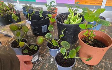 Plantenruilmarkt 