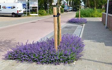 Boomspiegeldag