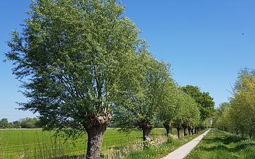 Help de natuur, plant een gratis Knotwilg!