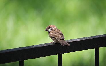 Ambassadeurs verrijken de Teylingse flora en fauna