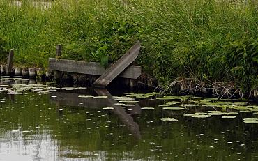 Help mee met Citizen Science onderzoek ‘OEVERPLANTEN’ 