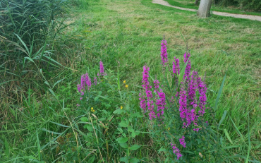 MEERGroen: Ecologisch beheer werkt! Help je mee? 