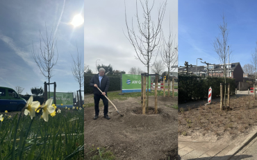 Noordwijks 800-bomenproject van start met nieuwe bomen in de Zilk