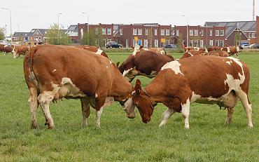 Video: De koeien mogen weer naar buiten!