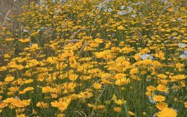 MeerGroenDoen natuurnieuws 2