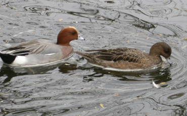 MeerGroenDoen blog: De Meerbomen campagne komt op stoom!