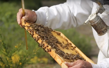 Hoe kun je de bijen helpen? 