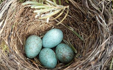 Tuinambassadeurs: De 'Vogeltjeswet'