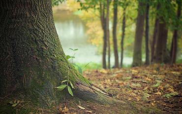 Klimaat gebaat bij grote bomen in Teylingen