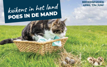 Kuikens in het land, poes ’s nachts in de mand!