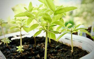 Nieuwe kennis bij de tuinambassadeurs 