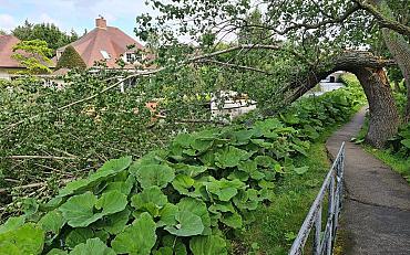 Reddingsactie boom aan de Oude Beek Hillegom