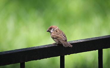 Ambassadeurs verrijken de Teylingse flora en fauna