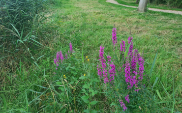 MEERGroen: Ecologisch beheer werkt! Help je mee? 