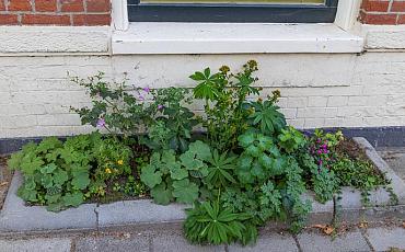 Tip van de Tuinambassadeurs: Een geveltuin, meer groen rond je huis