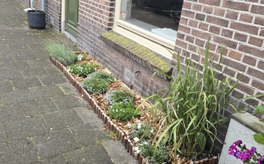 Tip van de Tuinambassadeurs: Maak je straat groener met een geveltuintje! 