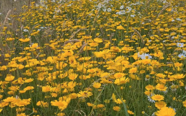 MeerGroenDoen natuurnieuws 2