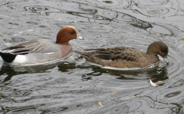 MeerGroenDoen blog: De Meerbomen campagne komt op stoom!