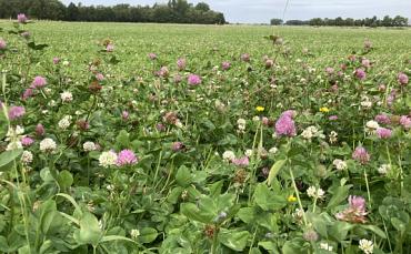 Melkveehouders uit Teylingen krijgen korting op kruidenrijk grasland